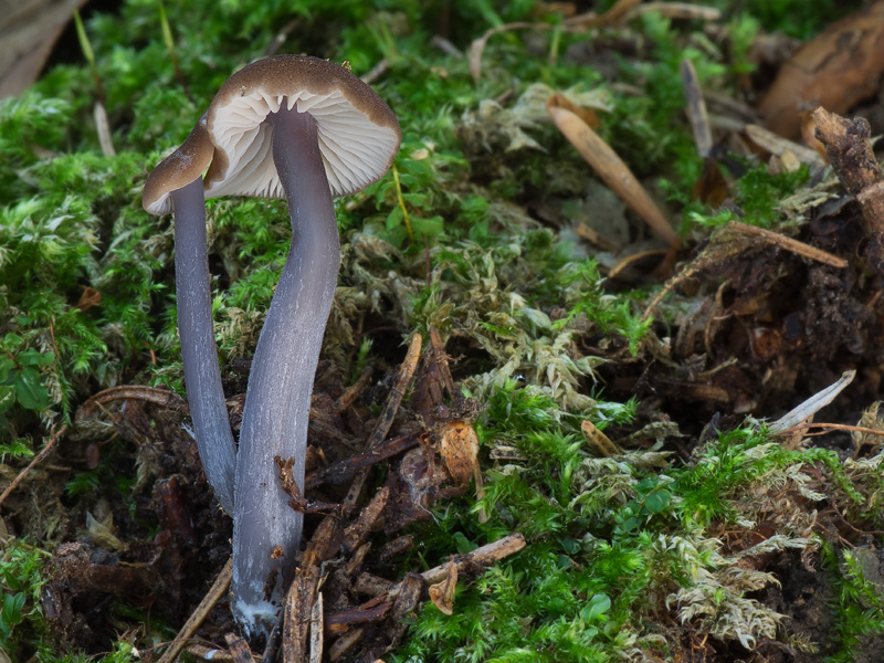 Entoloma asprellum